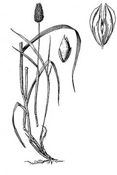 Phalaris canariensis Canary Grass, Annual canarygrass