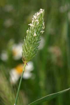 Phalaris minor Small Canary Grass, Littleseed canarygrass