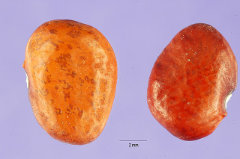 Phaseolus acutifolius Tepary Bean