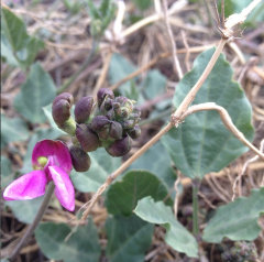 Phaseolus maculatus Metcalfe Bean Phaseolus maculatus Metcalfe Bean