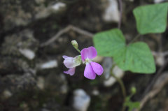 Phaseolus maculatus Metcalfe Bean Phaseolus maculatus Metcalfe Bean
