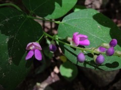 Phaseolus polystachios Thicket Bean. Wild bean