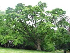 Phellodendron Amur Cork Tree, Chinese Corktree