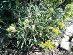 Phlomis lychnitis Lamwick Plant