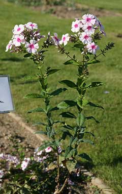 Phlox paniculata Garden Phlox, Fall phlox, Perennial Phlox, Tall Phlox, Summer Phlox