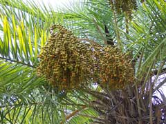 Phoenix reclinata Senegal Date Palm