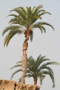 Phoenix sylvestris Wild Date Plum, India Date Palm