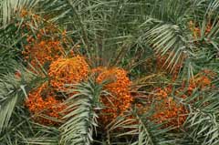 Phoenix_sylvestris Wild Date Plum, India Date Palm