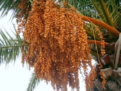 Phoenix Canary Island Date Palm