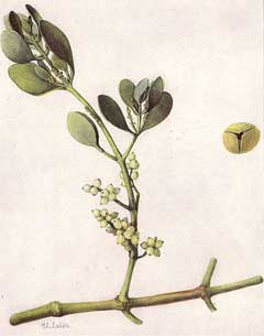 Phoradendron leucarpum False Mistletoe, Oak mistletoe