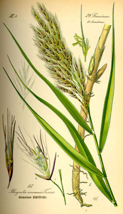 Phragmites australis Common Reed,  American common reed, Hybrid common reed,  European common reed, Subtropical common re