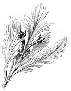 Phyllocladus aspleniifolius Celery Top Pine