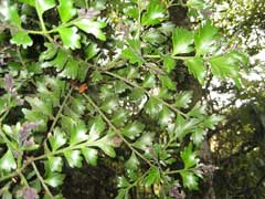 Phyllocladus trichomanoides Tanekaha, Celery pine