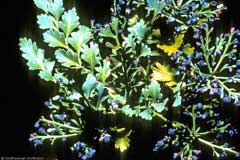 Phyllocladus trichomanoides Tanekaha, Celery pine