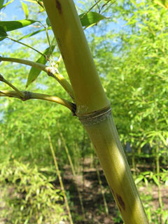 Phyllostachys aurea Golden Bamboo, Fishpole Bamboo