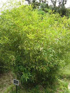 Phyllostachys bambusoides Madake, Japanese timber bamboo