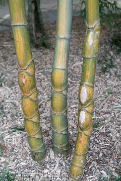 Phyllostachys edulis Moso-Chiku, Tortoise shell bamboo