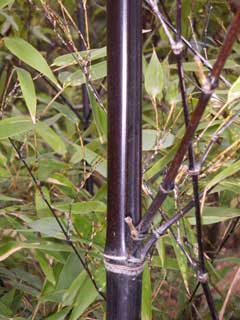 Phyllostachys nigra Black Bamboo, Kuro-Chiku