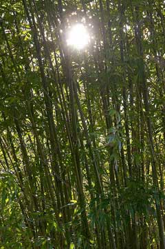 Phyllostachys sulphurea Ougon-Kouchiku, Sulphur bamboo