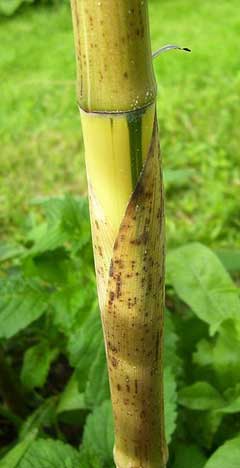 Phyllostachys vivax Giant Timber Bamboo, Running giant bamboo