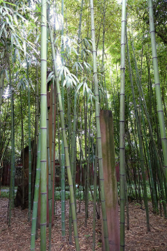 Phyllostachys angusta Stone Bamboo