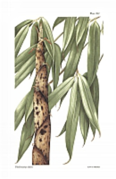 Phyllostachys dulcis Sweetshoot Bamboo