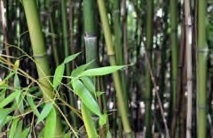 Phyllostachys viridiglaucescens Greenwax golden bamboo