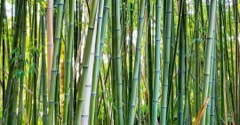 Phyllostachys viridiglaucescens Greenwax golden bamboo