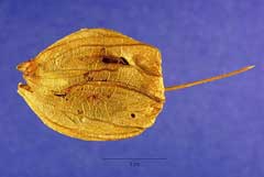 Physalis Sharp-Leaf Ground Cherry