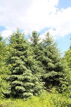 Picea asperata Chinese Spruce