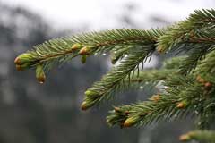 Picea engelmannii Mountain Spruce, Engelmann spruce