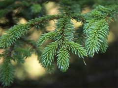 Picea glehnii Sakhalin Spruce
