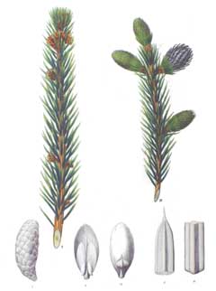 Picea jezoensis Yezo Spruce