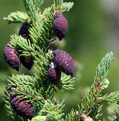 Picea mariana Black Spruce, Swamp Spruce