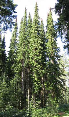 Picea omorika Serbian Spruce