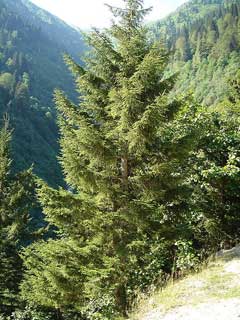 Picea orientalis Caucasian Spruce