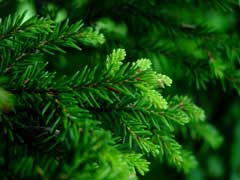 Picea orientalis Caucasian Spruce