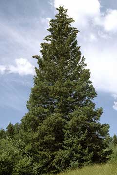 Picea pungens Blue Spruce, Colorado Spruce