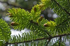Picea sitchensis Sitka Spruce