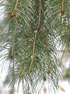 Picea smithiana Morinda Spruce
