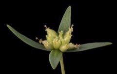 Pimelea_microcephala Mallee Riceflower