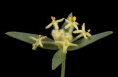 Pimelea microcephala Mallee Riceflower