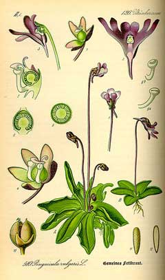 Pinguicula vulgaris Butterwort,  Common butterwort