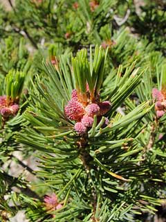 Pinus albicaulis White-Bark Pine