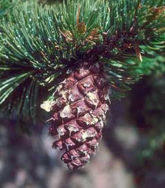 Pinus aristata Bristle-Cone Pine
