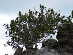 Pinus aristata Bristle-Cone Pine