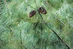 Pinus armandii Chinese White Pine, Armand pine