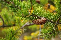 Pinus banksiana Jack Pine