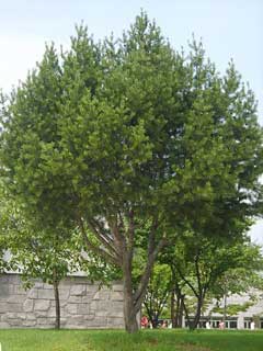 Pinus bungeana Lace-Bark Pine, Bunge