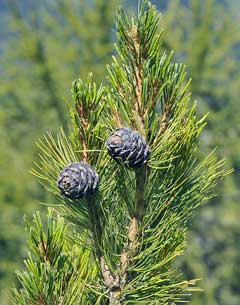 Pinus cembra Swiss Stone Pine, Swiss Pine,  Arolla Pine